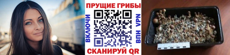 сколько стоит  blacksprut зеркало  Галлюциногенные грибы MAGIC MUSHROOMS  Сясьстрой 